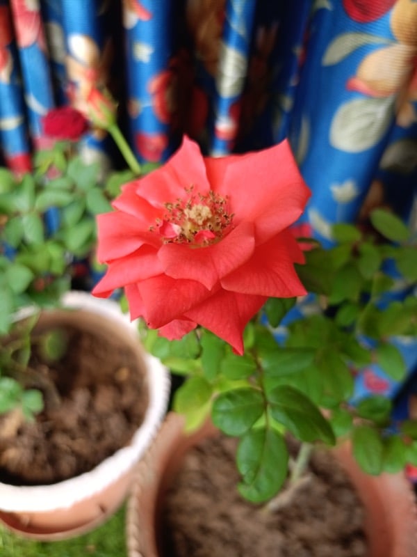 prises de vue en portrait du realme 11 et du realme 11x