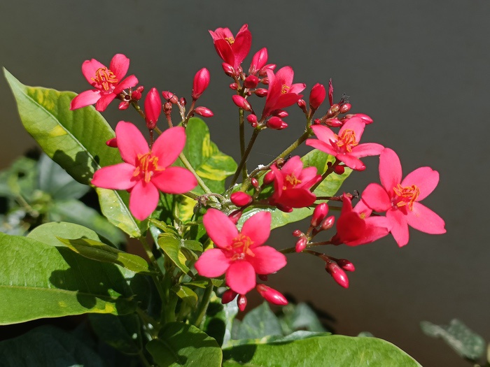 oneplus nord ce 2 camera review: ce for camera enthusiasts? - img20220223131221