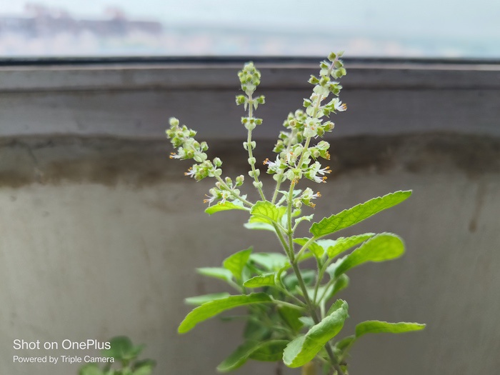 muestra de cámara del oneplus nord 3 3