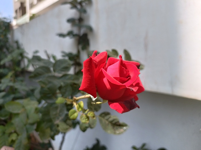 oneplus nord ce 2 camera review: ce for camera enthusiasts? - img20220223130520