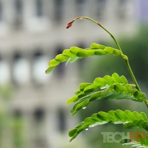 bokeh: wenn Unschärfe im Fokus ist! - Handy Bokeh Beispiel 5