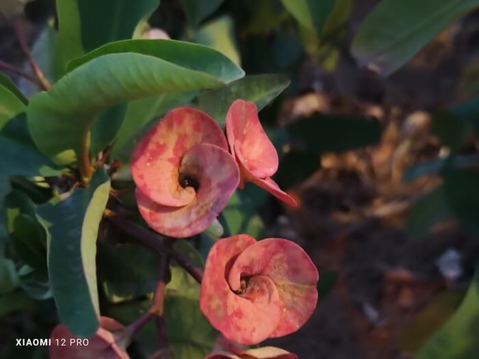 xiaomi 12 pro review: a phone with a license to entertain! - img 20220427 190500