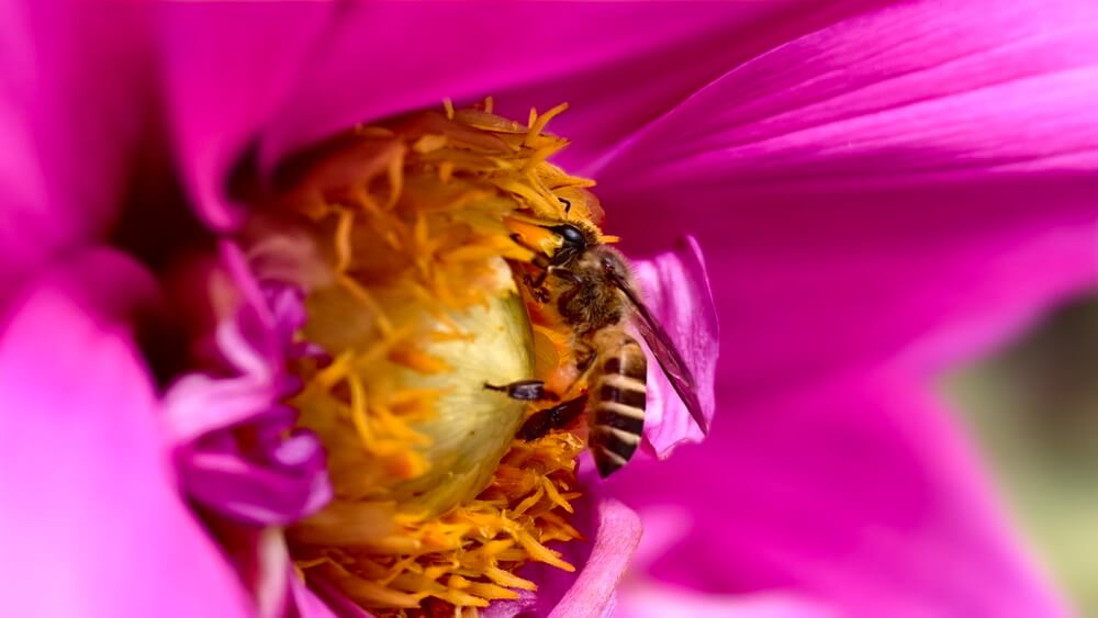 fotografía macro de vivo x100 pro 3