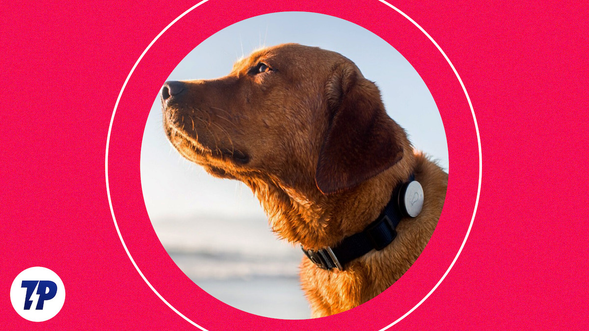 meilleurs colliers intelligents pour chiens