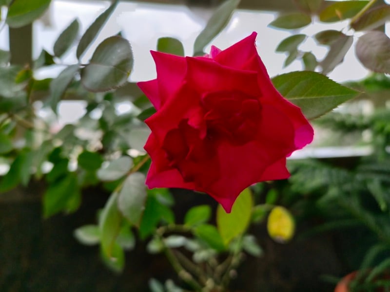 foto en modo retrato del realme gt neo 3t