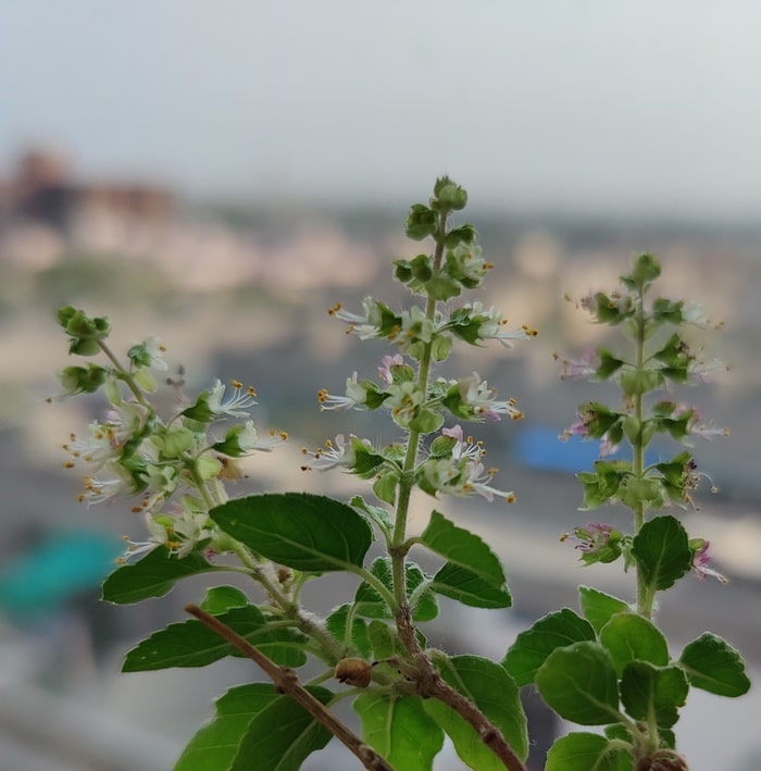 recensione oneplus 8 pro: grande momento per oneplus! - campione fotocamera oneplus 8 pro 2