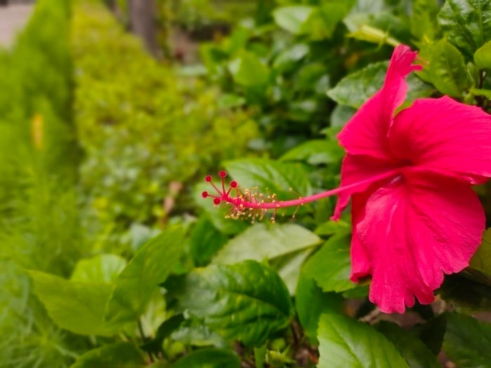 realme 5 pro review: a headache for me and mi, really and re(a)d-ily! - img20190825131341