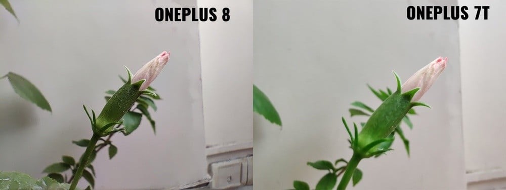 так лучше ли камеры oneplus 8, чем у 7t? - макро op8 против op 7t