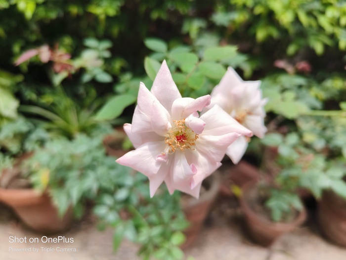muestra de cámara del oneplus nord 3 1