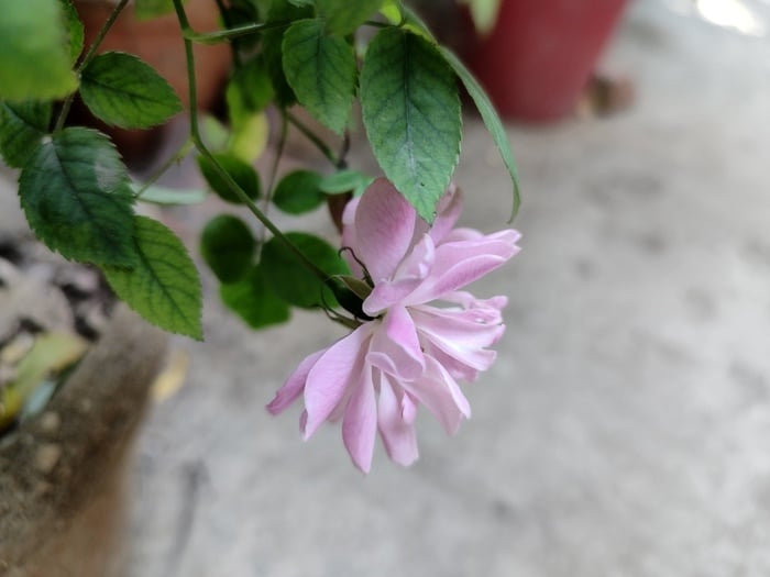 recensione-redmi note 11 pro+ 5g: portare la rivoluzione regolare in una nuova fascia di prezzo! - img 20220312 102953