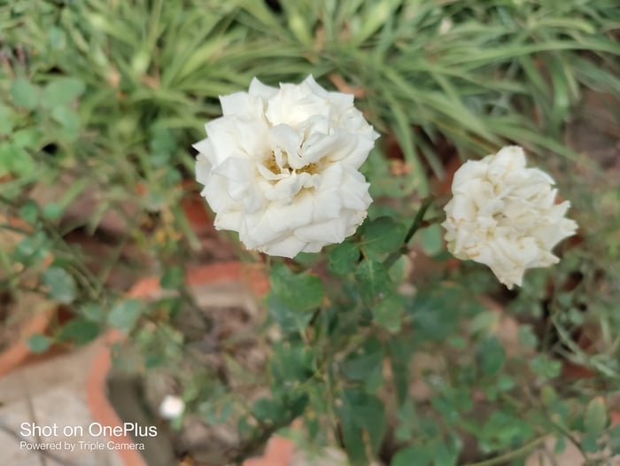 oneplus nord ce 5g review: a little more than we expected indeed - img 20210613 162904