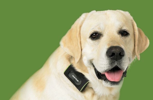 dispositif de suivi pour chien