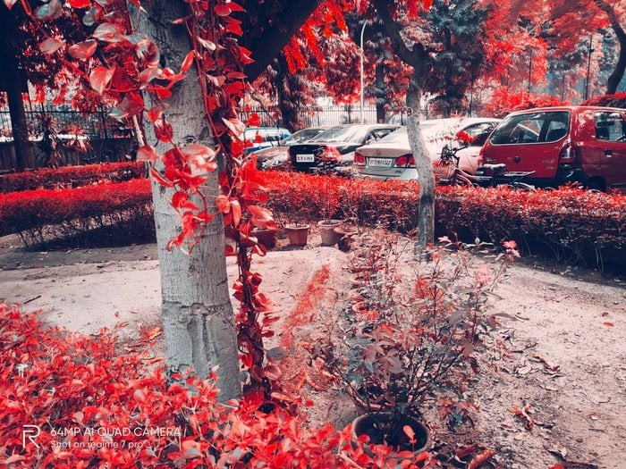 Les filtres de nuit du Realme 7 Pro sont si cool, vous devriez les utiliser pendant la journée ! - fleurs et feuilles flamingo
