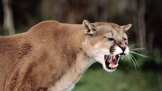 lion de montagne