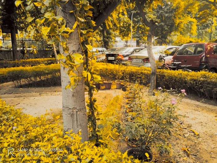 Les filtres de nuit du Realme 7 Pro sont si cool, vous devriez les utiliser pendant la journée ! - fleurs et feuilles moderngold