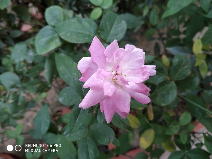 recensione del redmi note 6 pro: un passo avanti, ma non un grande balzo per notekind - img 20181118 115638