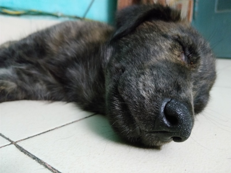 oneplus 5 camera review: inconsistently good! - img 20170623 093020