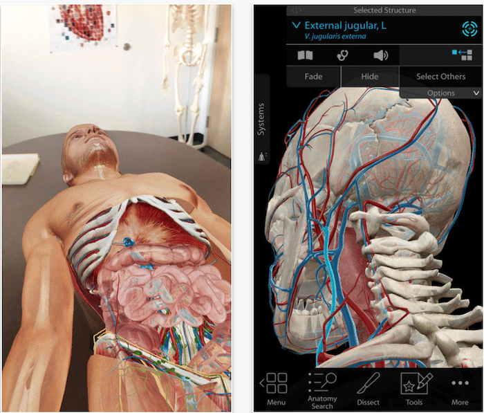 20+ ar apps and games you must try on ios 11 - human anatomy arkit