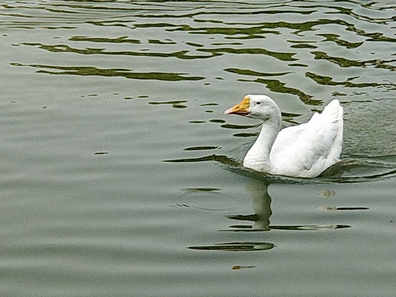 oneplus 5 camera review: inconsistently good! - img 20170621 155802